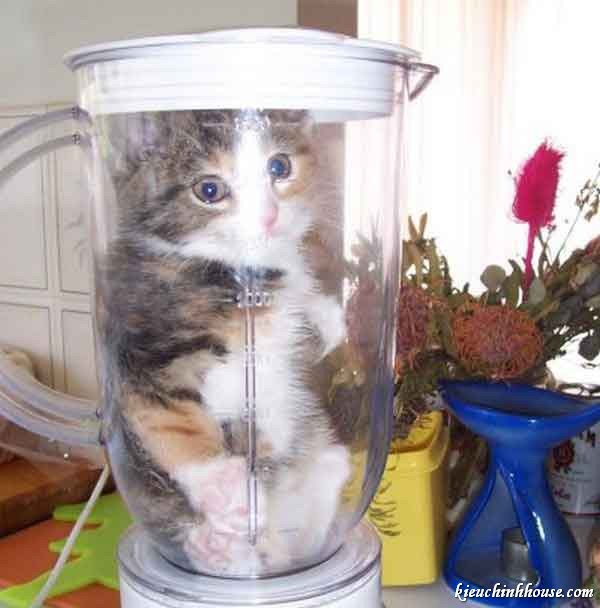 Cat in a blender